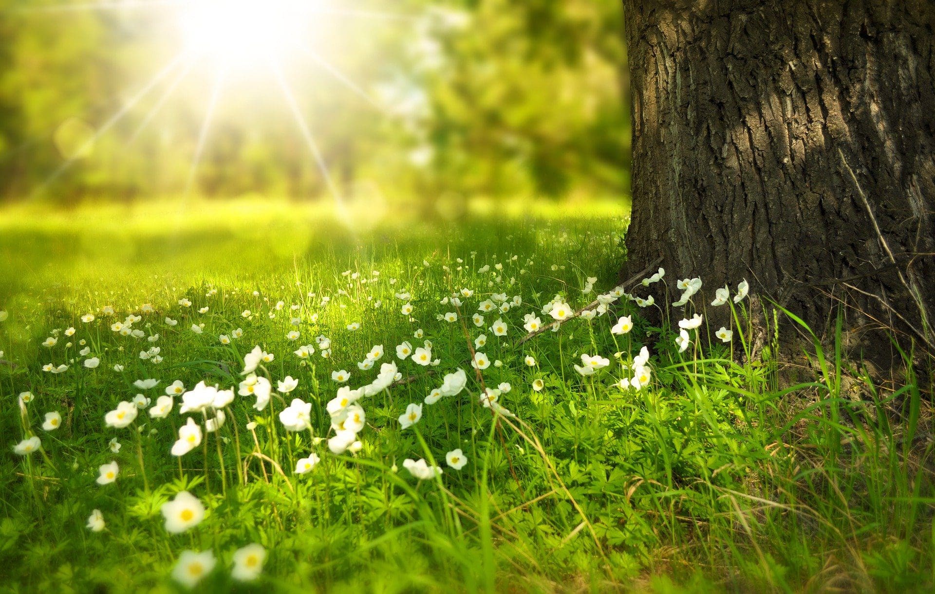 nature flowers & sun
